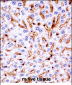 Mouse Mapk11 Antibody (N-term)